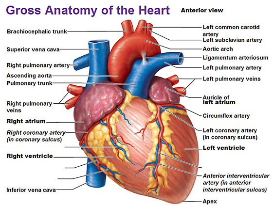 coronary artery anatomy diagram